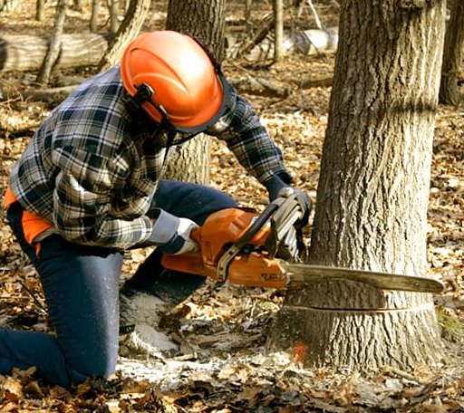 Tree Removal in Andover, IL